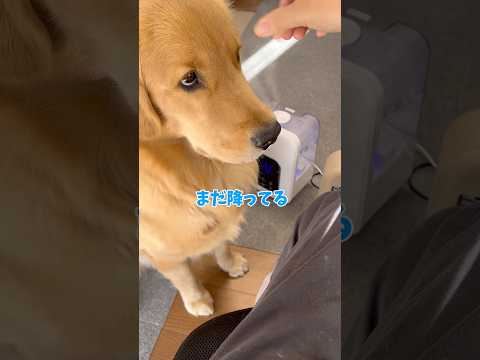 毛をお返しgoldenretriever ゴールデンレトリバー サムネイル