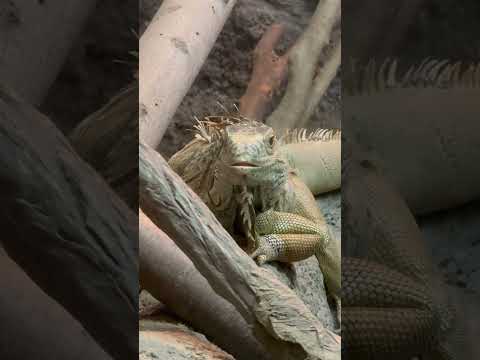 shorts グリーンイグアナ　東山動植物園にて　2026年3月14日 サムネイル