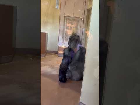 shorts 小部屋でお掃除待ちのシャバーニファミリー　ニシゴリラ　東山動植物園にて　2026年3月14日 サムネイル