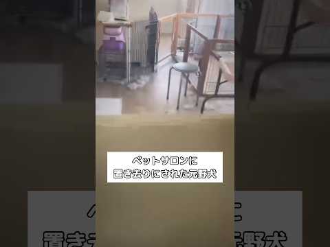 ペットサロン破綻によりオーナーに見捨てられた元野犬を保護 野犬 保護犬 ペットサロン shorts サムネイル