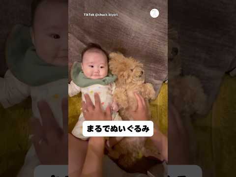 可愛すぎる…2人ともぬいぐるみ⁉️  犬　ティーカッププードル 赤ちゃん　かわいい かわいい犬 サムネイル