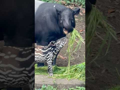 shorts カナエママに お鼻ふにふにカナタくん☺️ マレーバク親子 千葉市動物公園にて 2026年7月12日