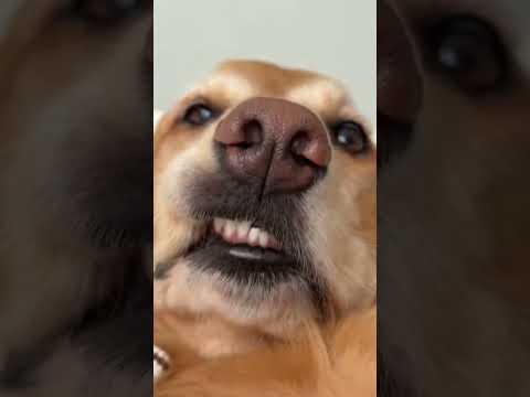 golden retriever puppies for sale🥵india retreiver dog puppy…