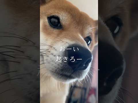 柴犬の手荒なモーニングコール サムネイル