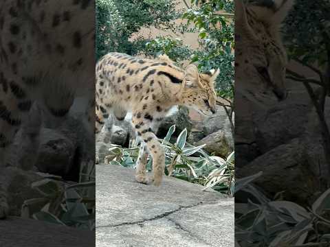 shorts 気温高めだったのでイアちゃん出てました〜☺️ サーバル　那須どうぶつ王国にて　2026年2月27日 サムネイル