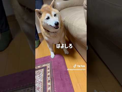 柴犬福 母に指図する柴犬🤣Shiba-Request🤣shorts 柴犬 japanesedog shibainu d…