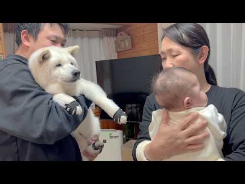 【生後４か月記念】首が座って目が見えるようになった赤ちゃんに握手で寄り添うも貫禄の凄さで圧倒してしまう柴犬 サムネイル
