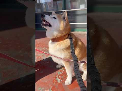 柴犬福 友達の飼い主にも本気のお願いしちゃう柴犬🤣Shiba-request🤣shorts japanesedog 柴… サムネイル