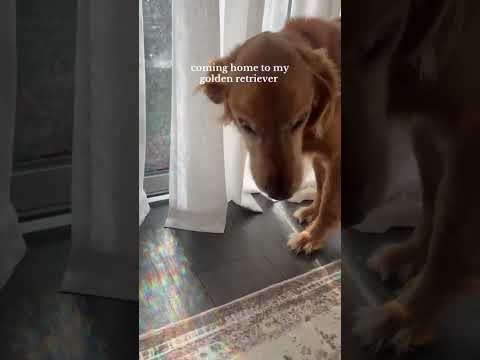 coming home to my golden retriever🥵goldenretreivers dog pup… サムネイル