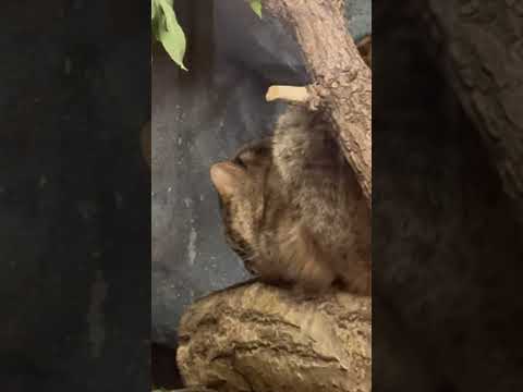 shorts 眠る❣️アンズちゃん　アムールヤマネコ　那須どうぶつ王国　2026年1月30日 サムネイル