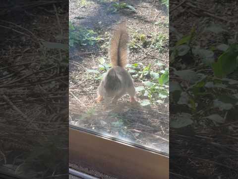 shorts 埋めてます🤭　ニホンリス　那須どうぶつ王国にて　2026年4月24日 サムネイル