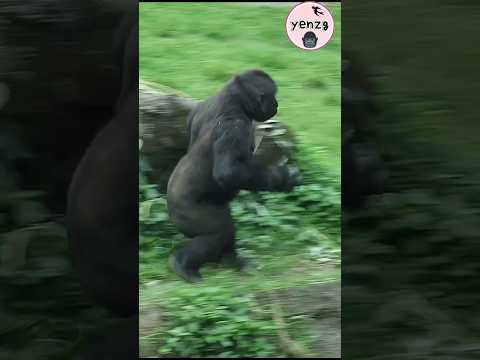 gorilla cute moves😆 taipeizoo 金剛猩猩 台北市立動物園 cuteanimals shor…