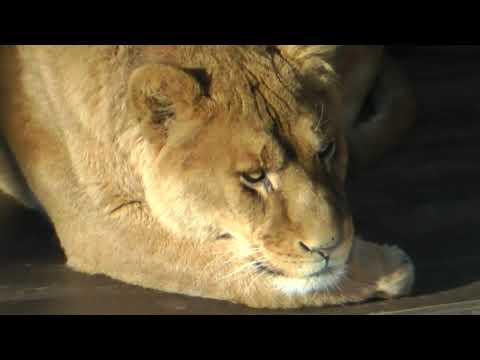 睡眠💤💤中のオリトファミリー　ライオン🦁　旭山動物園　00005 サムネイル