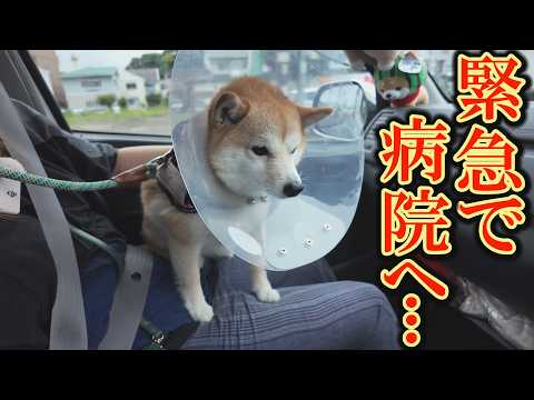 散歩後、足を気にして、のたうち回る柴犬に言葉を失いました・・・ サムネイル
