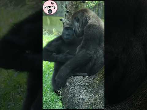 Gorilla : brother, let's play😆 gorillatag taipeizoo 金剛猩猩 台北… サムネイル