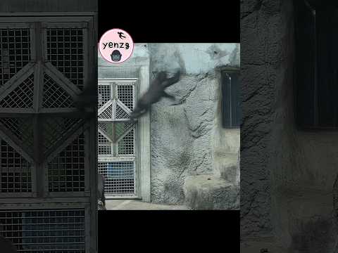 Ringo big jump! gorilla gorillatag taipeizoo 金剛猩猩 台北市立動物園 s… サムネイル