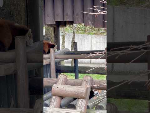 shorts ひなたくんも円実ちゃんも満腹でスヤスヤ〜😴　レッサーパンダ　大森山動物園にて　2026年5月3日