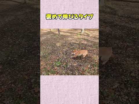 褒めて伸びるタイプ 神戸 柴犬 shiba サムネイル