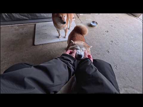 2026年3月18日(水) 遊びに満足すると「そろそろ首輪つけさせてあげてもよろしいことよ」と寄ってくるお嬢様方 サムネイル