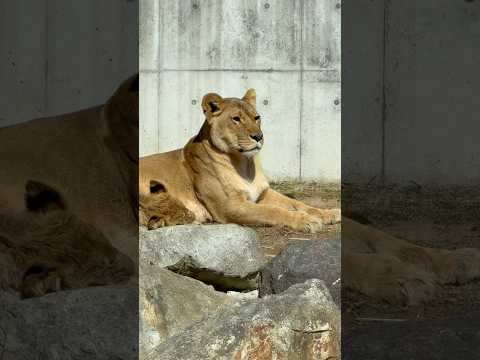 shorts 寄り添う母と息子　ライオンファミリー🦁　のんほいパーク　2026年2月13日 サムネイル
