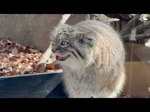 オリーヴァちゃん 帰ったと思ったらまたまた登場〜😅　マヌルネコ　埼玉県こども動物自然公園にて　2026年3月7日 サムネイル