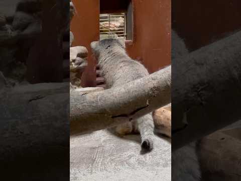 shorts お肉来る〜😋？もう来る〜♪っとプリームラちゃん　　マヌルネコ　上野動物園にて　2026年5月8日
