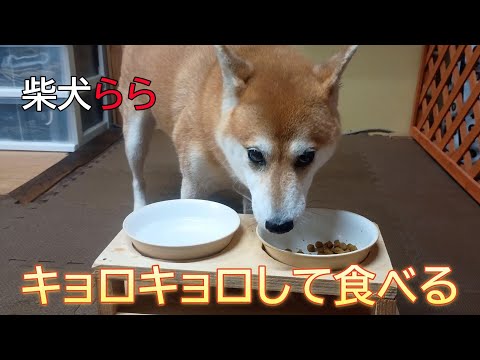 キョロキョロして食べる サムネイル
