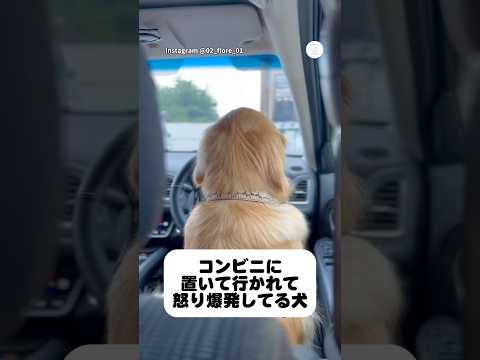 コンビニに置いて行かれて怒り爆発してる大型犬　ゴールデンレトリバー 大型犬　犬　面白い　犬のいる暮らし サムネイル