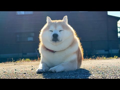 もう真冬だというのにお外での日向ぼっこをエンジョイしすぎている柴犬 サムネイル