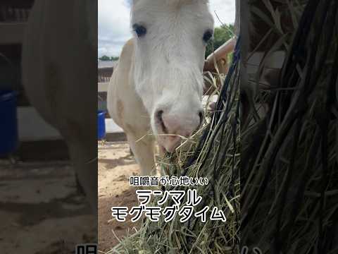 咀嚼音が心地いい、ランマルのもぐもぐタイム 東武動物公園 zoo 癒し 動物 ポニー ランマル もぐもぐタイム