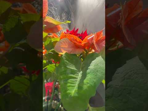 shorts Merry Xmas 稲毛駅にて　2025年12月25日 サムネイル