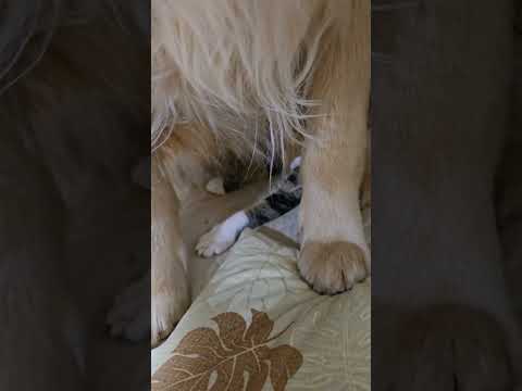 ゴールデンの親子に埋もれる子猫のキビ ゴールデンレトリバー 大型犬のいる生活 癒し 子ネコ kitten 子猫 猫 c… サムネイル