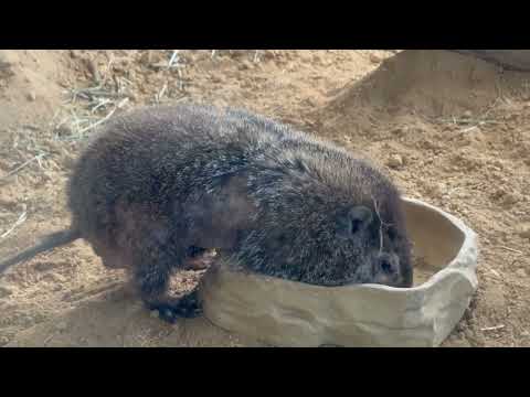 ぎょうざくんカナ(？)  ウッドチャック　那須どうぶつ王国にて　2026年4月11日 サムネイル