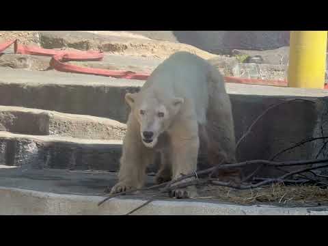 お部屋には一度上がったのですが〜帰らず😞 10:40 頃のバフィンさん　   ホッキョクグマ　浜松市動物園にて　202… サムネイル