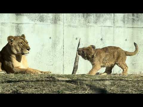 木切れと格闘する息子と見守る母❣️ ライオンファミリー　のんほいパーク　2026年1月23日 サムネイル