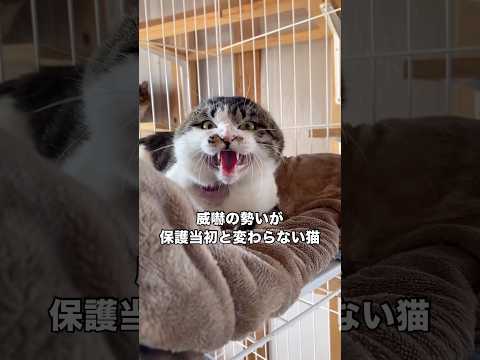 何度も流血するくらい凶暴な子だったのに譲渡会仲間の人に預かって慣らしてもらったら1ヶ月でヘソ天 保護猫 野良猫 tnr… サムネイル