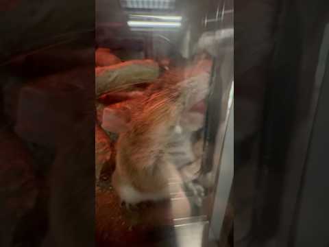 shorts 立ち寝🫢⁈ アカネズミ　上野動物園にて　2026年2月6日