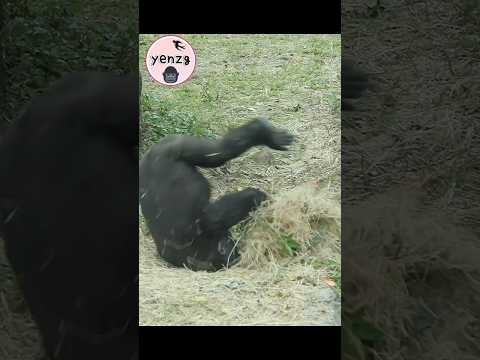 Ringo rolling with his nest gorilla gorillatag taipeizoo 金剛… サムネイル