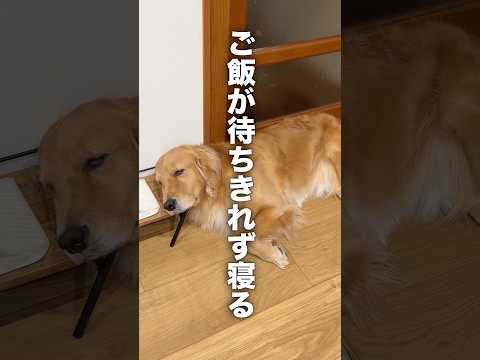 ご飯が待ちきれずに寝ちゃった犬...【ボーダーコリー・ゴールデンレトリバー】shorts