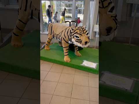 shorts のんほいパークのトラ🐯