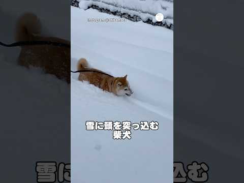 雪の中を直進し続ける柴犬…顔を埋めながら進む　　柴犬　犬　面白い　犬のいる暮らし かわいい犬 サムネイル