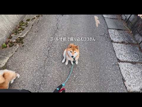 突然ペタンと座り込む拒否柴ココさん サムネイル