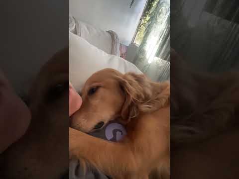 coming home to my golden retriever🥵 goldenretreiver dog ind… サムネイル