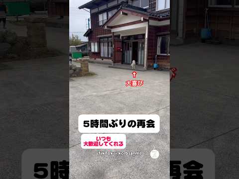 5時間ぶりの再会、喜びが止まらない犬　　犬　いぬ　かわいい犬 犬のいる暮らし 癒し サムネイル