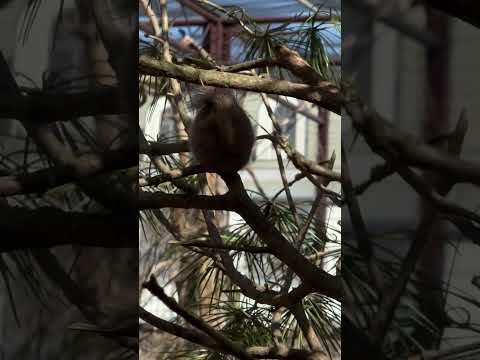 shorts ニホンリスさんを外側から♪ 那須どうぶつ王国にて　2026年4月11日 サムネイル