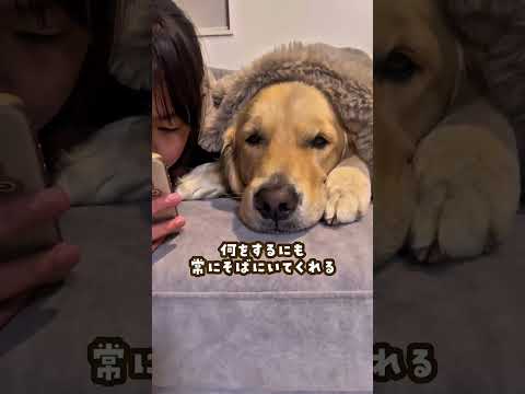 ゴールデンレトリバーが姉弟になってゴールデンレトリバー 大型犬のいる生活 大型犬と子供 goldenretriever サムネイル