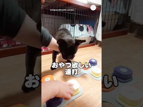 おやつ欲しすぎてボタン連打する犬　フレンチブルドッグ 犬　面白い　犬のいる暮らし かわいい犬 サムネイル