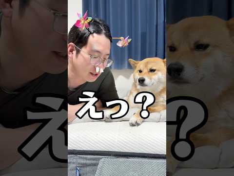 花粉症🤧つらいよね。　柴犬 shorts サムネイル