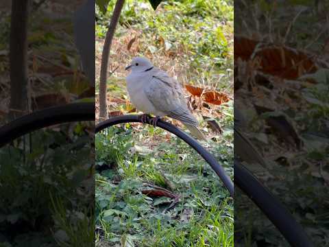 shorts ジュジュカケバト　浜松市動物園にて　2026年3月15日 サムネイル
