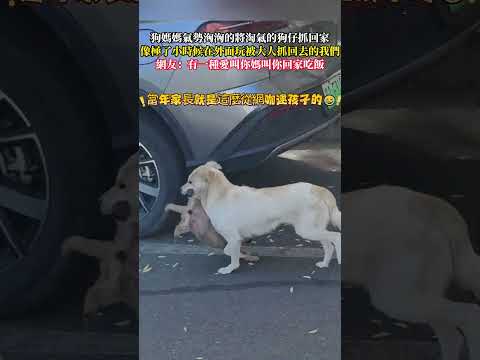 狗媽媽氣勢洶洶的將淘氣的狗仔抓回家 像極了小時候在外面玩被大人抓回去的我們 狗狗 意外 有趣 搞笑 大熱門 dog a…